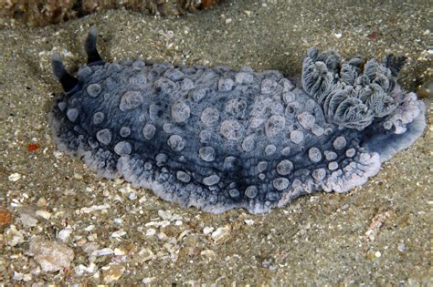 sea  warty sea slug national marine sanctuary foundation