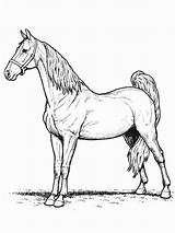 Horse Coloring Pages Wild Coloringpages1001 Colouring Gif sketch template
