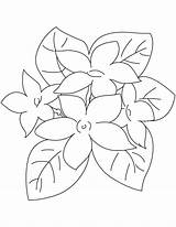 Jasmine Flower Template sketch template