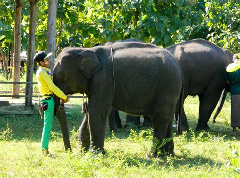 Myanmar Timber Elephant Project Mahout Research