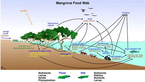 food chains  webs  mangrove ecosystem