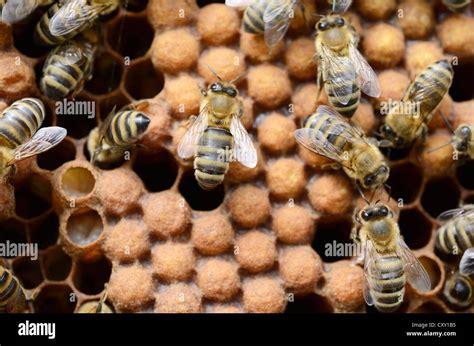 honey bees apis mellifera worker bees  capped drone brood cells stock photo alamy