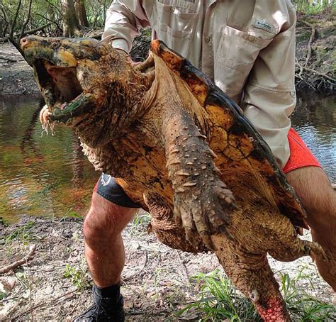 biggest  snapping turtle weighing  pounds  caught  stunned