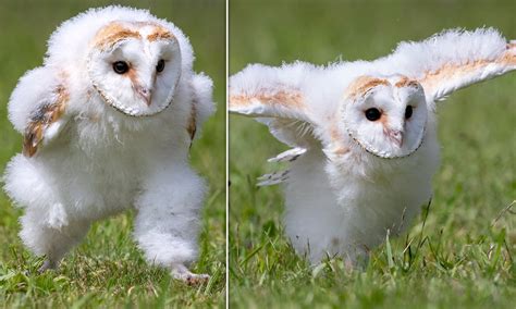 internet users   sgazu   baby barn owl