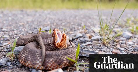 The World S Top 10 Reptiles In Pictures Environment The Guardian