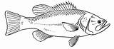 Poisson Pescado Dessin Coloriage Embroidery Patterns Coloriages sketch template