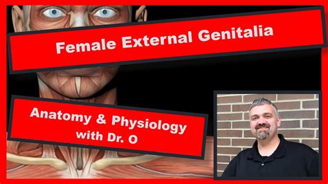 Female External Genitalia Anatomy And Physiology Youtube