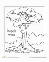 Tree Rainforest Kapok Trees Coloring Drawing Color Pages Worksheet Activities Tropical Printable Education Story Worksheets African Drawings Printables Crafts Plants sketch template