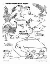 Coloring Florida Animals Coastal Printing sketch template