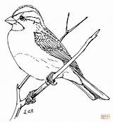 Sparrow Coloring Drawing Pages Throated Bird House Outline Finch Printable Simple Drawings Supercoloring Template Flying Birds Getdrawings Sparrows Designlooter Getcolorings sketch template