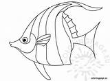 Fish Coloring Drawing Pages Angelfish Traceable Template Drawings Outline Line Printable Tropical Exotic Coloringpage Eu Angel Getdrawings Preschool Peixe Color sketch template