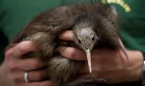 zealand kiwi    australia scientists find time