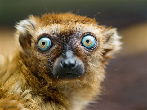incredible facts  lemurs