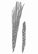 Wheat Coloring Printable Large Designlooter Edupics 72kb sketch template