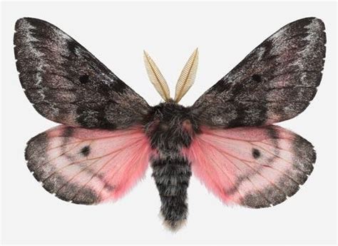 moth butterfly color inspiration pinks blk grey white wedding