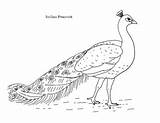 Peacock Coloring Indian Subject sketch template