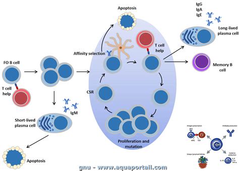lymphocyte  definition  explications
