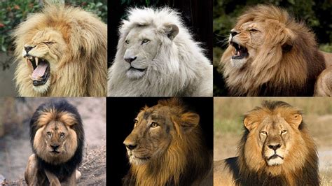 leÃo conheÇa todas as diferenÇas das subespÉcies do rei dos animais youtube