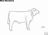 Coloring Pages Cattle Hereford Breed Mini Pdf sketch template
