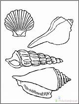 Seashell Seashells Muszla Kolorowanki Shells Dla Muschel Sheets Ausmalbilder Coquillage Zomer Agricola Aarnoud Werkboek Goochelaar Basischool Schoolvoorstellingen Goochelen Coloriage Adult sketch template