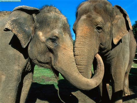 fotos de elefantes