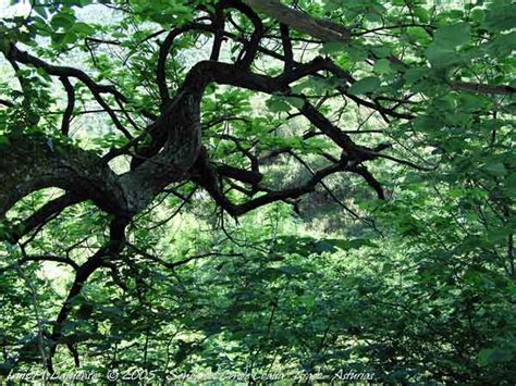 arboles del rio las varas la senda del conde coalla discurre entre densa  variada vegetacion