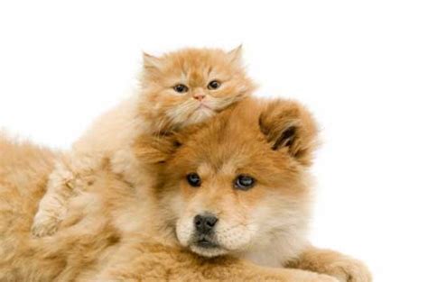 cutecool pets  cute cats  dogs pictures