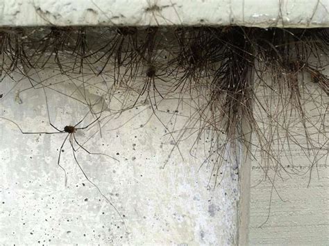 horrifying picture of clustered daddy long legs spiders is the stuff