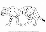 Wildcat Wild Draw African Drawing Step Animals Cat Animal Cats Sketch Tutorial Pages Learn Getdrawings Sketches Paintingvalley Head sketch template