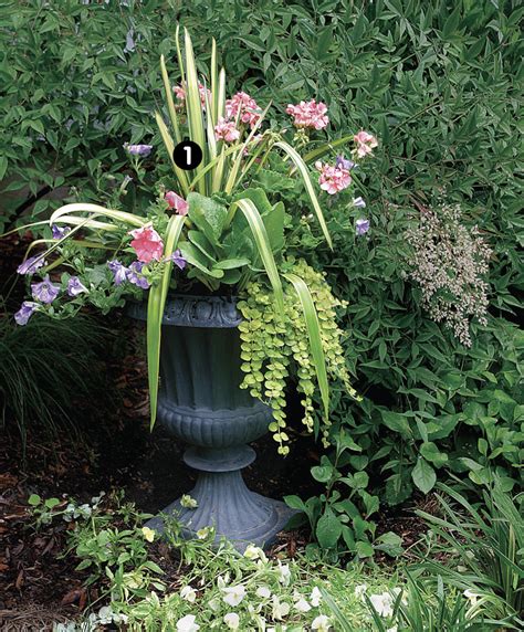 outdoor pot plants ideas