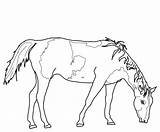 Horse Paint Coloring Pages Grazing Pinto Horses Miniature Printable Color Print Sketch sketch template