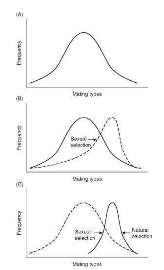 Sexual Selection Insects