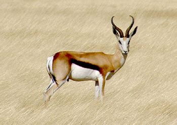 springbok  animal files