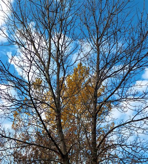 golden fish  empty branches