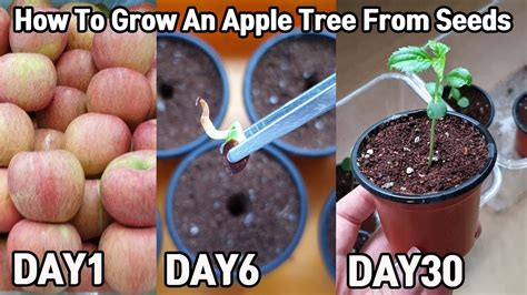 eng    grow  apple tree  seeds