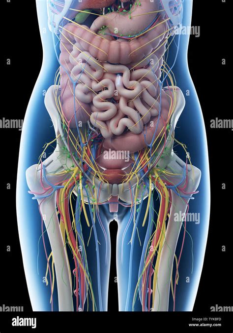 rendered illustration   females abdominal anatomy stock photo alamy