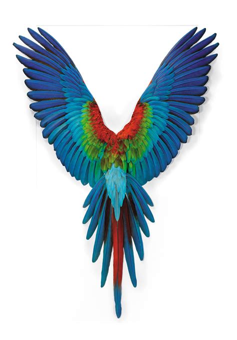 sacred spaces parrot wings wings art bird art