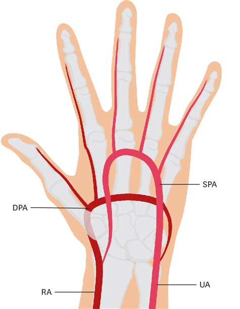 anatomical structure  left hand arteries dpa deep palmar arch ra  scientific