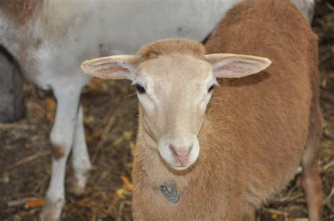 banco de imagenes gratis  fotos de borregos animales de la granja
