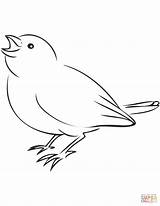Coloring Sparrow Pages Printable Bird sketch template