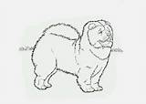 Chow Coloring Dogs Pages Cartoon Designlooter 06kb 500px sketch template
