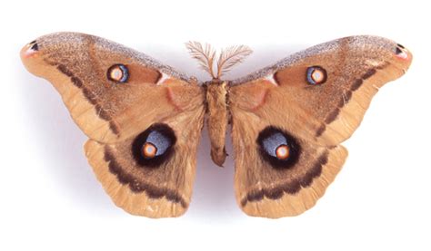 polyphemus moth antheraea polyphemus