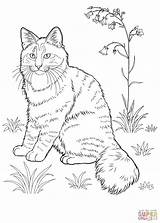 Cat Getdrawings Detailed Drawing Pages Coloring sketch template