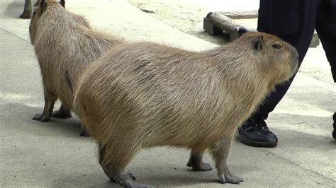 capybara happy birthday