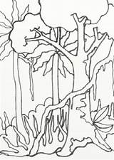 Rainforest Coloring Pages Amazon Drawing Easy Scenery Jungle Forest Trees Rain Treasures Wild Sketch Template Drawings Getdrawings Color Templates Printable sketch template
