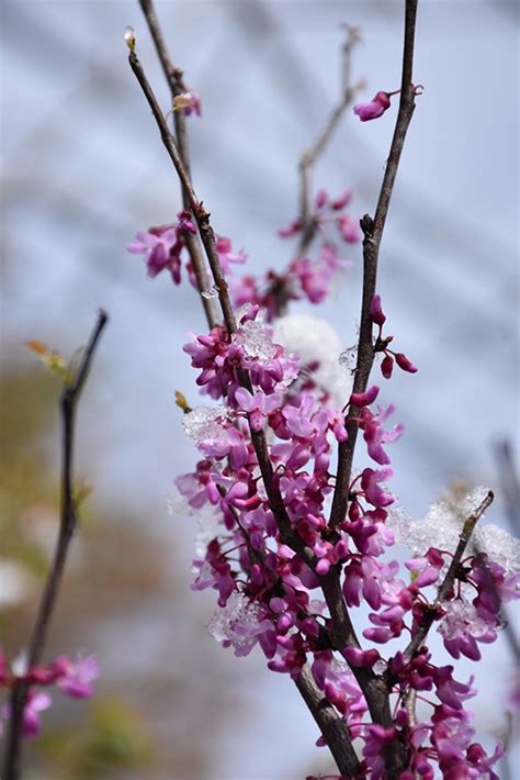 northern herald redbud cercis canadensis pink trim  search