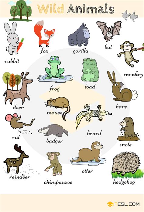 wild animals list  wild animal names  english  images esl