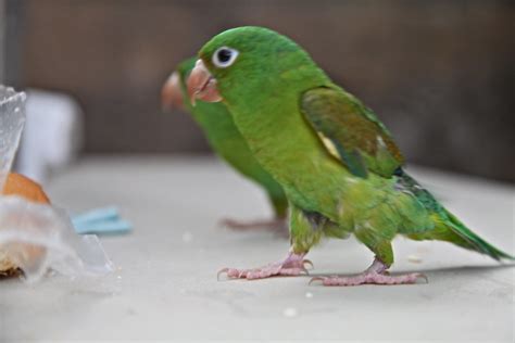 green parrots el salvador   unlawful    flickr