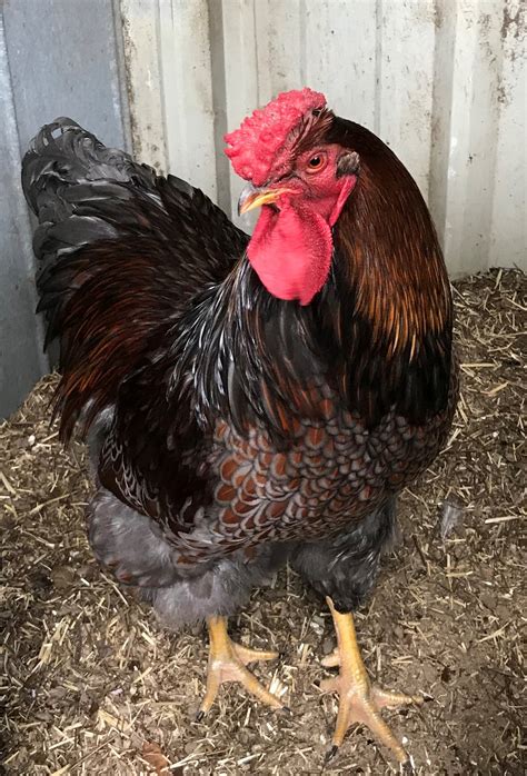 roo backyard chickens learn how to raise chickens