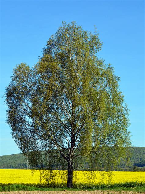 birke foto bild baeume natur bilder auf fotocommunity